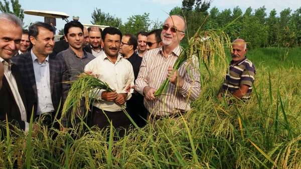 برداشت مکانیزه برنج در گیلان