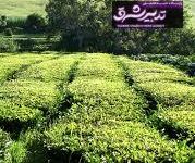 برگ سبز