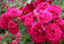 گل های محمدی