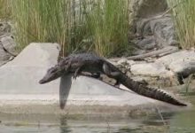 تمساحهای سرگردان