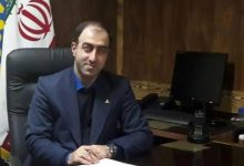 گیاه بامبو