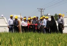 روز ملی مزرعه برنج