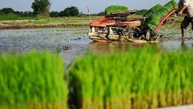 اراضی کشاورزی