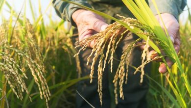 خوشه طلایی برنج