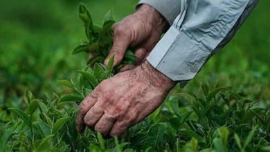 چای تابستانه