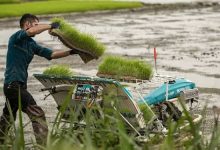 نشاءمکانیزه برنج