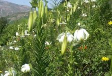 سوسن چلچراغ