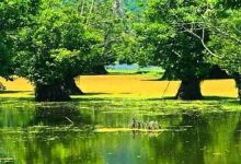 تالابهای گیلان