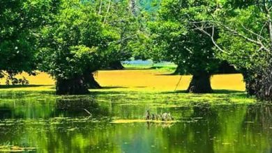 تالابهای گیلان