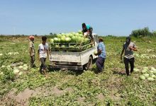 برداشت هندوانه