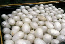 نوغانداران