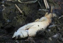 تالاب سوستان