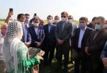 برداشت مکانیزه برنج