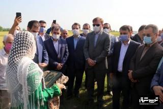 برداشت مکانیزه برنج