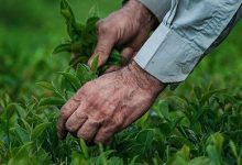 برگ سبز چای