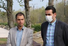 سنبل آبی