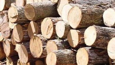 طرح تنفس جنگل