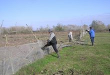 رودخانه سفید رود