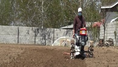 کشت بادامزمینی