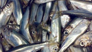 صید ماهی کلیکا