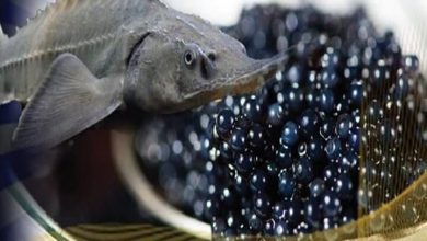 رشد چشمگیر صادرات محصولات شیلاتی گیلان: ۴۰ میلیون دلار ارزآوری با عبور از 21 هزار تن