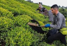 برداشت بیش از ۵۰ هزار تن برگ سبز چای از باغ‌های شمال کشور