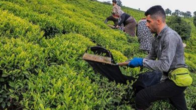 برداشت بیش از ۵۰ هزار تن برگ سبز چای از باغهای شمال کشور