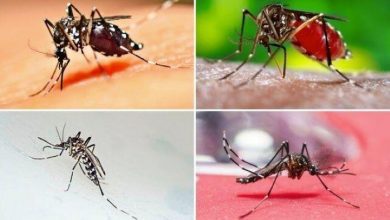 شناسایی اولین بیمار مبتلا به تب دنگی در گیلان