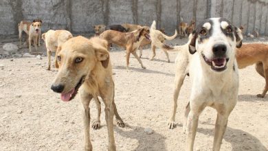 بعد از پیکنیکد برای سگها استخوان نریزید