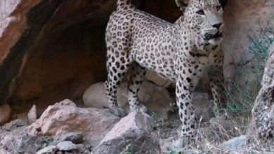 دومین مشاهده گونه پلنگ ایرانی در زیستگاههای لرستان