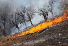 عامل انسانی علت آتش سوزی جنگل های تالش! آتش سوزی ۵ هزار مترمربع از جنگل های تالش مهار شد