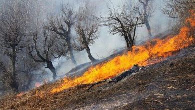 عامل انسانی علت آتش سوزی جنگل های تالش! آتش سوزی ۵ هزار مترمربع از جنگل های تالش مهار شد