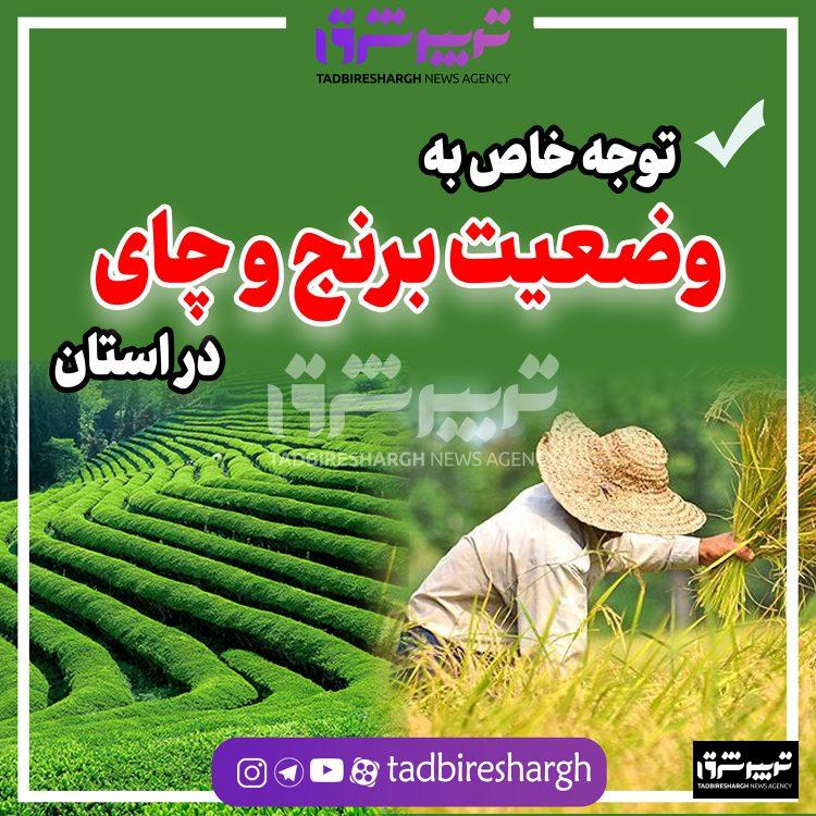 برنج و چای