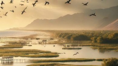 حراج پارک ملی بوجاق؛ صدای فعالان محیطزیست بلند شد