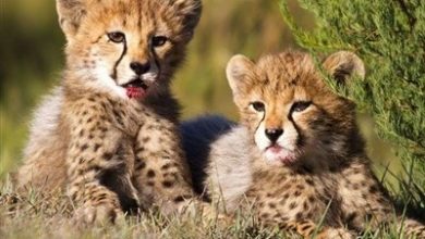 برنامههای سازمان محیط زیست برای احیای "یوز ایرانی" چیست؟