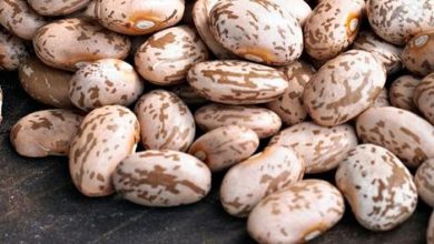 لوبیا چیتی؛ گنجینهای از خواص شگفتانگیز برای داشتن بدنی سالم و وزن ایدهآل