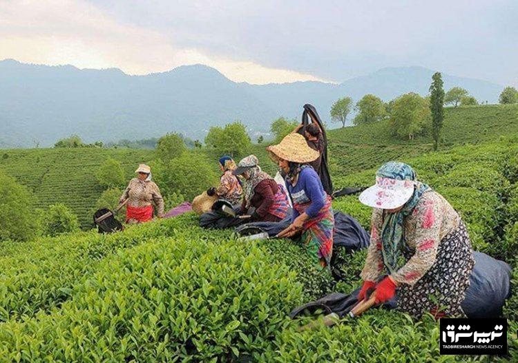 نخستین باغ چای ایران در لاهیجان ثبت ملی شد