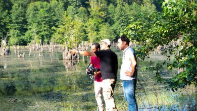 چرا روایتهایی از خشکی تالاب، آلودگی هوا و تغییر اقلیم بر پرده سینما دیده نمیشود؟