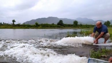 آغاز رهاسازی بچهماهیان تولیدشده مراکز بازسازی ذخائر گیلان