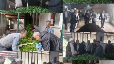 فرماندار شهرستان سیاهکل در بازدید از کارخانه چای این شهرستان: سرمایه‌گذاری در بخش چای نتیجه‌بخش خواهد بود