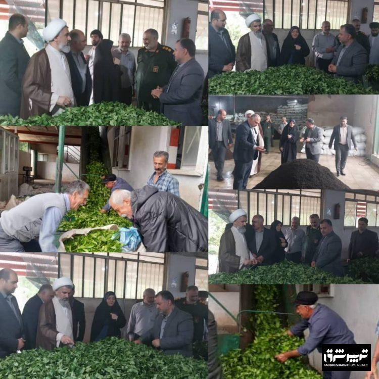  فرماندار شهرستان سیاهکل در بازدید از کارخانه چای این شهرستان: سرمایه‌گذاری در بخش چای نتیجه‌بخش خواهد بود