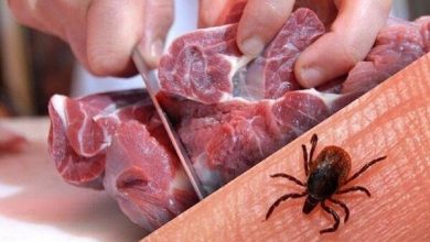 هشدارهای جلوگیری از بیماریهای دام و انسان جدی گرفته شود تب، گلو درد، سرگیجه و بی حالی از علائم تب کنگو