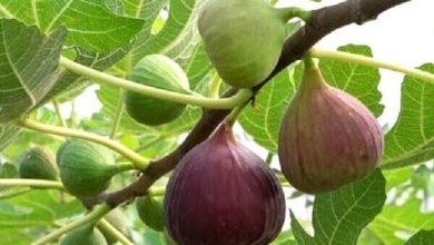 برداشت انجیر از ۳۰۰ هکتار از باغهای گیلان