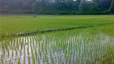 گیلان با مدیریت آب، سال زراعی برنج را به خوبی پیش میبرد