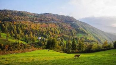 دمای گیلان افزایش می‌یابد