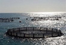 ۱۰ طرح شیلاتی گیلان در مدار تولید قرار گرفت