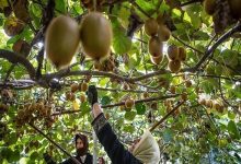 استاندار گیلان: صادرات کیوی باید ۱۵ روز زودتر انجام شود