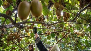 استاندار گیلان: صادرات کیوی باید ۱۵ روز زودتر انجام شود