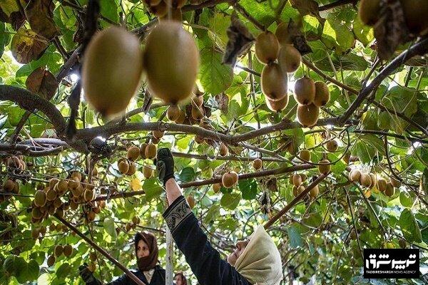 استاندار گیلان: صادرات کیوی باید ۱۵ روز زودتر انجام شود