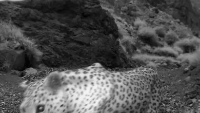 فرماندار نطنز خبر داد: ثبت تصویر یک قلاده پلنگ ایرانی در منطقه کرکس نطنز